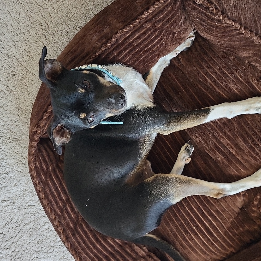 Dog bed - Picture 7 of 9